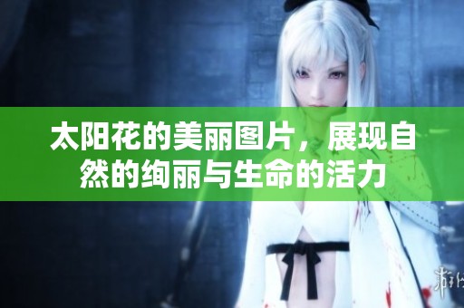太阳花的美丽图片，展现自然的绚丽与生命的活力