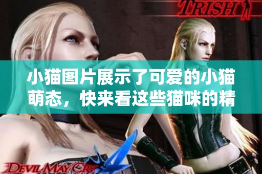 小猫图片展示了可爱的小猫萌态，快来看这些猫咪的精彩瞬间！