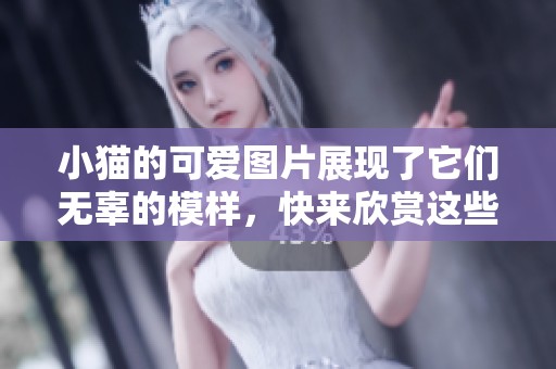 小猫的可爱图片展现了它们无辜的模样，快来欣赏这些迷人的小猫吧